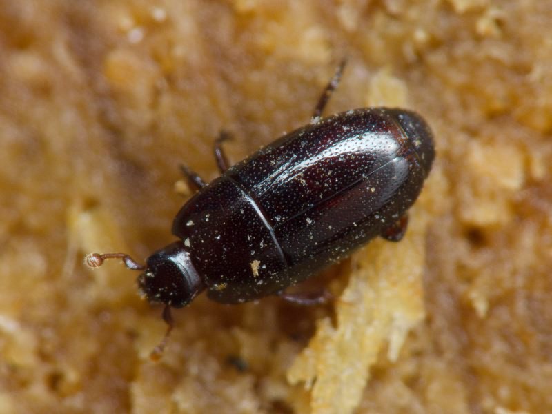 Paromalus parallelepipedus (Herbst, 1792)